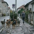 GrO Srbija centar Zrenjanin, „Gradski psi“. Psi lutalice su naočigled vlasnika usmrtili kućnog ljubimca! Šta je rešenje za…
