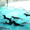 Ledeno voće, hladni tuševi i klima! Kao u hotelu sa 5 zvezdica: Evo kako se rashlađuju stanovnici Beo zoo-vrta