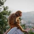 Evolucija se svakodnevno odvija pred našim očima: Kako su gradovi postali najveća laboratorija životinjskog sveta