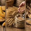 Izveštaj sa Produktne berze: Kukuruz dominirao trgovanjem, ali mu cena pada – evo kako su se kretale cene pšenice, soje i…