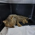 Pronađena povređena divlja mačka kod Niša (FOTO)