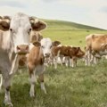 Izabrana najlepša krava u Bujanovcu! Lepotica je među kravama, a tek što košta! Dala skoro 6.000 litara mleka a cena joj je…
