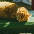Kakav prizor Mačak uživa iz sve snage - pronašao je omiljeno mesto za sunčanje i nema nameru da se pomeri