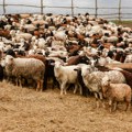 Sama ošišala više od 500 ovaca za samo devet sati! Spremala se godinama, posvetila čak i teretani, a onda oborila svetski…