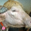 Albino bivo sa frizurom Donalda Trampa postao senzacija u svetu