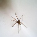 Jeste li ga već videli u ćošku sobe?! Pauci masovno upadaju u stanove, a evo kako da ih odmah zaustavite