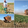 Na vojvođanskim poljima počelo vađenje slatkog korena: Manje repe, ali više šećera; Evo koliko šećerane plaćaju po toni…