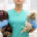 SZO upozorava na ubrzano širenje epidemije virusa ptičjeg gripa: Novi zdravstveni rizik za ljudsku populaciju Ptičji grip…