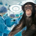 Majmunu presadili bubreg svinje: Evo do kakvog šok otkrića su sada naučnici došli, a rezultati su zaista zapanjujući