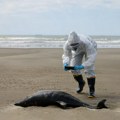Uginulo gotovo 1.000 foka i morskih lavova od ptičjeg gripa u Brazilu