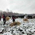 Sve se čini da se spasi 130 grla konja i krava zarobljenih na adi: Sektor za vanredne situacije doneo hranu preko nadošlog…