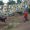 Kineski naučnici prvi put klonirali tibetanske koze