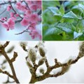 Hitno upozorenje RHMZ Jutarnji mrazevi opasnost za procvetale voćke; Evo koliko će potrajati