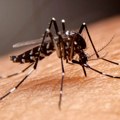 Prskanje komaraca u petak u Svilajncu