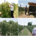Počela berba crvenog zlata u zapadnoj Srbiji Sadašnja cena od 350 dinara po kilogramu ne pokriva osnovne troškove, dnevnica…