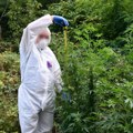Otkrivena laboratorija droge u Srbiji: Pogledajte kako je osumnjičeni uzgajao kanabis usred Bora! (foto)
