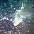 Dubine okeana otkrile strašnu tajnu Naučnici otvorili kamene ploče na dnu okeana, a ono što su otkrili ledi krv u žilama…