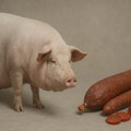 Koliko afrička svinjska kuga može da preživi u kulenu i kobasicama, a koliko u zamrznutom mesu?