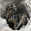 Kad je videla šta joj je ušlo u kuću, oblio je hladan znoj - ubrzo se hitno oglasilo društvo za zaštitu prirode: "Hvala bogu…