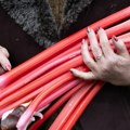 Rabarbara: Zaboravljeni eliksir sa Dalekog istoka