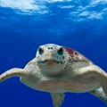 Kornjača u migracionoj ruti prešla 24.000 kilometara po Mediteranu