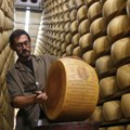 Ugrožena proizvodnja parmezana zbog visokih temperatura: Krave daju manje mleka, a računi rastu