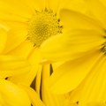 Odakle potiče žuta boja, boja sunca i noćna mora sujevernih