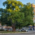Ulica Modene opet treba da dobije koprivić