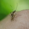 Suzbijanje komaraca na Paliću od srede