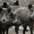 Švedska: Kod sedam divljih svinja otkrivena afrička svinjska kuga