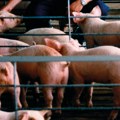 Poskupljenje svinjskog mesa je izvesno: "Nažalost i 90 odsto zdravih svinja je eutanazirano"