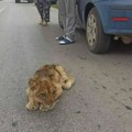 Mala lavica Kiki, nađena na putu u Subotici, u sve lošijem stanju: Prestala da uzima hranu