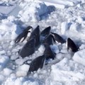 Jato orki zarobljeno ledom, iskaču jedne preko drugih kako bi disale
