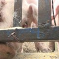 Svinjarstvo u Srbiji na ivici opstanka: Proizvođači izneli zahteve pred sastanak s ministrom – sledi li oporavak sektora