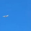 Avion već 40 minuta kruži nad nišom: Poleteo sa aerodroma, vratio se, pa poleteo ponovo: Još uvek nije poznato o čemu se radi…
