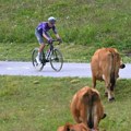Promenjena etapa Tur d Fransa zbog zaraženih krava