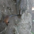 (Foto) "predatori ih vide kao svetleću reklamu za: 'jedite ovde'" u beogradskom Zoo vrtu raste albino kengur koji prirodi…