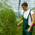Ministarstvo sprovodi obuke za bezbednu primenu pesticida - Sertifikat uslov za kupovinu sredstava za zaštitu bilja