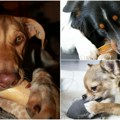 Samo je želeo nešto da „pregrize” – sekundu kasnije, kuća je bila u plamenu Pazite gde ostavljate baterije ako imate kućne…
