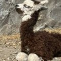 (Foto/Video) Beogradski zoo-vrt dobio posle 30 godina mladunče dvogrbe kamile i alpake