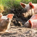 Budimović: Pitanje je šta će se dešavati sa cenom mesa zbog afričke kuge svinja