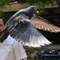 Oslobođen golub koji je u Indiji osumnjičen za špijunažu