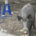 Sramota u Prijepolju: Odstreljena ženka divlje svinje koja je na svet uskoro trebalo da donese petoro prasadi