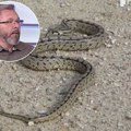 Smuk ne sisa mleko krava, poskok ne skače! Biolog o zmijama otrovnicama u Srbiji, objasnio kako napadaju!