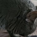 Ljudi ne veruju šta radi ova mačka Snimak će vam slomiti srce (video)