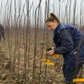 Grad Čačak raspisao javni poziv za podelu besplatnog sadnog materijala šljive, kajsije, kruške i dunje