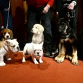 Lepotani kratke njuške koji su preoteli titulu labradorima: Koja je sada najpopularnija rasa pasa u Americi