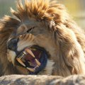 "Vukao ga za vrat kao igračku" Lav ščepao direktora zoo vrta, zver nije imala milosti, kamera snimila horor