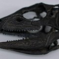 Pronađen fosil dinosaurusa veličine psa