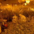 Uhapšene dve osobe, zaplenjeno 76 kilograma marihuane